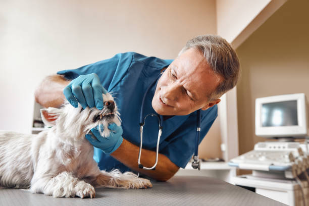 Best Emergency Broken Tooth Repair in University Of Pittsburgh Johnstown, PA